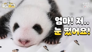 쌍둥이 아기판다의 촉촉한 눈망울 좀 보세요! | #바오바오 EP.5 눈을 떴어요👀 | 에버랜드 판다월드