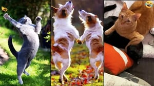 Funny ANIMALS videos 😅 Funniest CATS 😺 and DOGS 🐕 2024