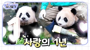 [ENG]내 소중한 보물들과 함께한 일 년💚│#사랑이 육아일기 EP8.루이와 후이의 일 년