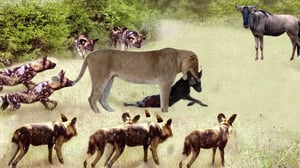 怒ったライオンは怒りを満たすために野犬を殺す - 最新の生存戦争 2024