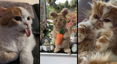 Cute and funny CATS.馃惐 And Some Just Interesting Moments.馃樆Videos馃敹 小ompilation # 35馃敹