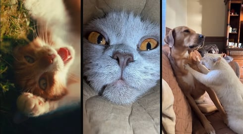 Cute and funny CATS馃惐. And Some Just Interesting Moments.Videos馃敹 小ompilation # 47馃敹