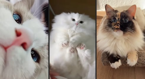 Cute and funny CATS.馃惐 And Some Just Interesting Moments.馃樆Videos馃敹 小ompilation # 52馃敹