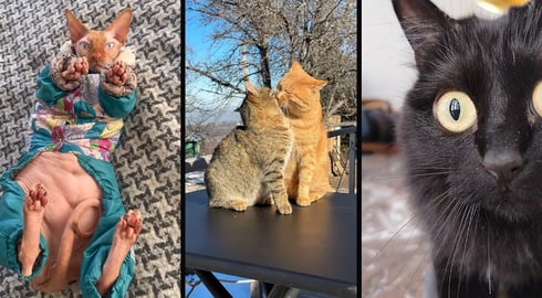 Cute and funny CATS 馃惐Videos馃敹 小ompilation # 44馃敹