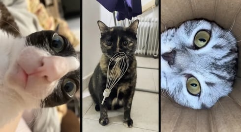 Cute and funny CATS 馃惐Videos馃敹 小ompilation # 46馃敹