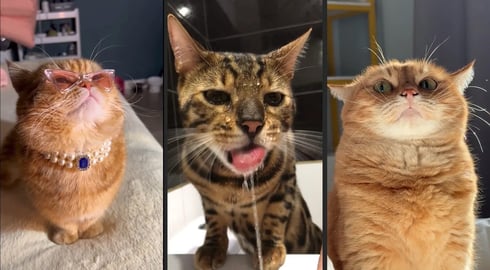 Cute and funny CATS.馃惐 And Some Just Interesting Moments.馃樆Videos馃敹 小ompilation # 34馃敹