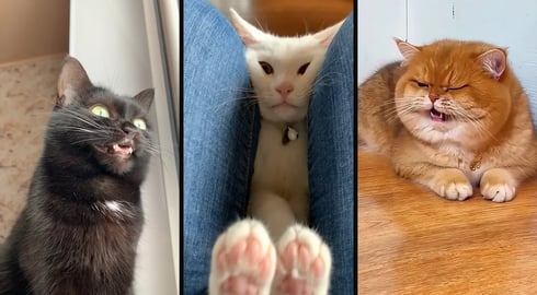 Cute and funny CATS.馃惐 And Some Just Interesting Moments.馃樆Videos馃敹 小ompilation # 49馃敹