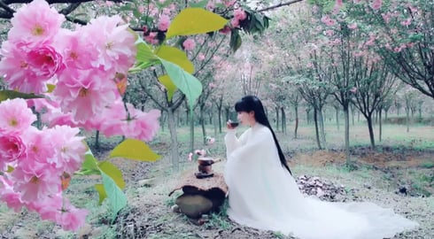 Another year of Cerasus blossom season, come to the pot Cerasus tea又是一年樱花季,来壶樱花茶吧 | Liziqi channel