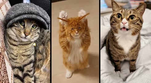 Cute and funny CATS.馃惐 And Some Just Interesting Moments.馃樆Videos馃敹 小ompilation # 51馃敹