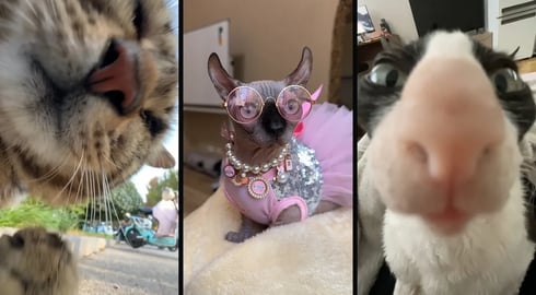 Cute and funny CATS 馃惐Videos馃敹 小ompilation # 45馃敹