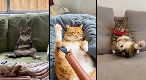 Cute and funny CATS.馃惐 And Some Just Interesting Moments.馃樆Videos馃敹 小ompilation # 50馃敹