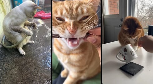 Funny and cute CATS 馃惐Videos馃敹 小ompilation # 31馃敹