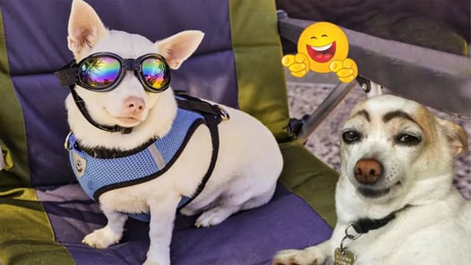 New Funniest Cats And Dogs Videos 😁 Best Of The 2024 Funny Animal Videos 😁