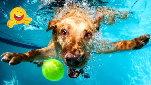 Funniest Cats And Dogs Videos 🤣🐶The FUNNIEST ANIMALS I Could Find On The Internet🐾