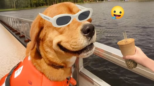 Funny Dogs And Cats Videos 2024 😅🤣 Best Funniest Animal Videos