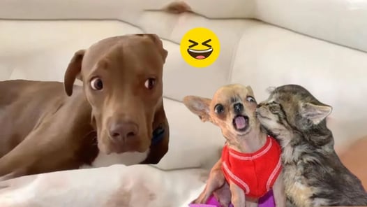 Funniest Animals 🐧 - Best Of The 2024 Funny Animal Videos 😁 - Cutest Animals Ever