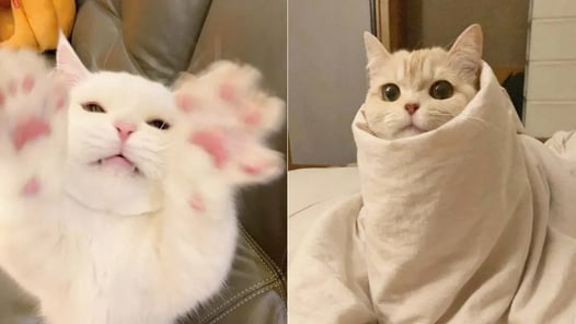 Funniest Cats | Don't try to hold back Laughter | Cutest Lands Part 51