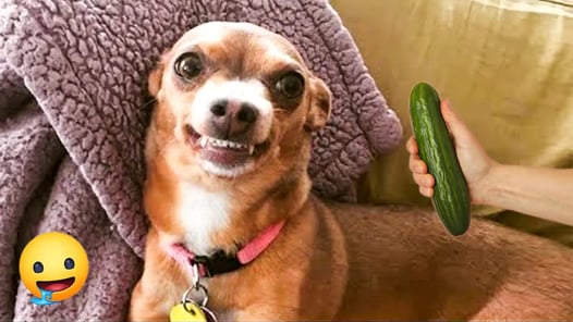 Funniest Cats And Dogs Videos 🤣🐶Cute and Funny Animals That Will Make Your Day