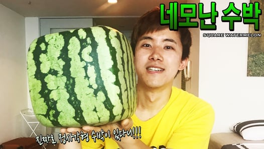 1년에 2주만 판다는 네모난 수박을 사먹어보았다! - 허팝 (Square Watermelon)