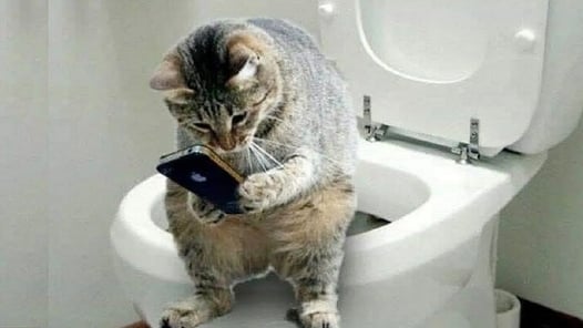 💗Cute And Funny Pets | Try Not To Laugh To These Pets Compilation #26💗 Cutest Lands