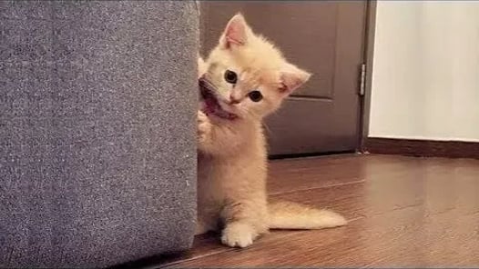 These Might be the most Adorable Pets on Tik Tok 💗