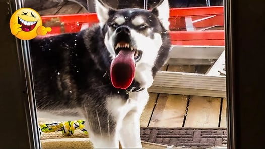 FUNNIEST Pets of 2024! 🤣 TOP Videos of the YEAR