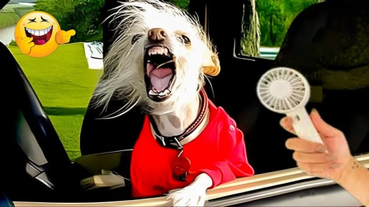 The Funniest Cats and Dogs Videos 🤣🐶 Pet Pranks: Laugh-Out-Loud Furry Fails