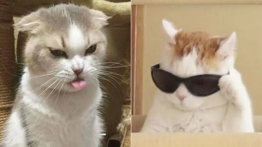 Funniest Cats | Don't try to hold back Laughter | Cutest Lands Part 45