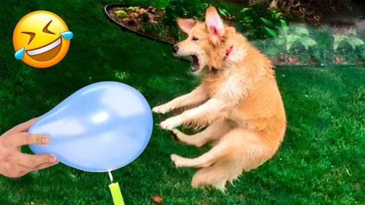 Funniest Cats | Don't try to hold back Laughter | Cutest Lands Part 86