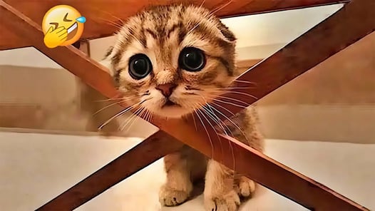 You Laugh You Lose😻Funniest Dogs and Cats 2025🤣🐶