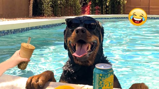 Smartest Pets Ever Super Smart Pets Compilation😂I Would Die Laughing For These Dogs