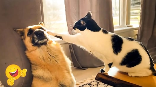 Funny ANIMALS videos 😂 Funniest CATS😺 and DOGS🐶2025