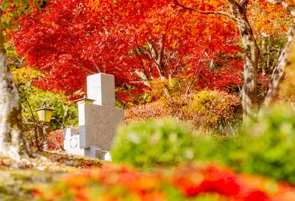 樹木葬:自然の中で永遠の別れを告げる新しい選択肢