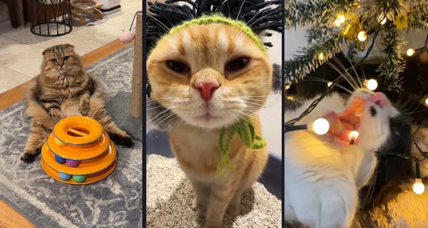 Funny and cute CATS 馃惐Videos馃敹 小ompilation # 4馃敹