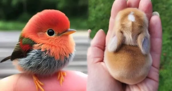 AWW Animals SOO Cute! Cute baby animals Videos Compilation cute moment of the animals #16