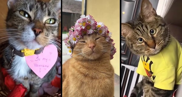 Funny and cute CATS 馃惐Videos馃敹 小ompilation # 36馃敹