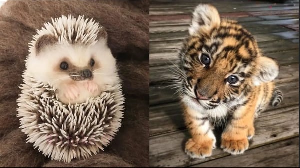 AWW Animals SOO Cute! Cute baby animals Videos Compilation cute moment of the animals #5