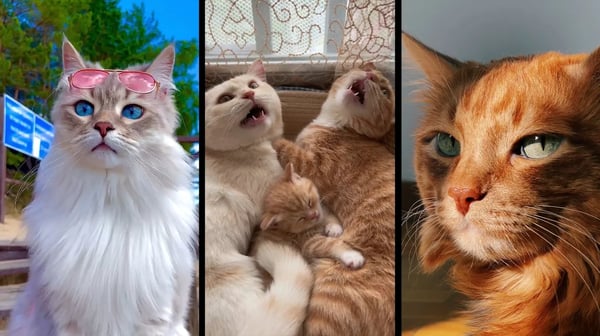 Funny and cute CATS 🐱Videos🔶 Сompilation # 37🔶