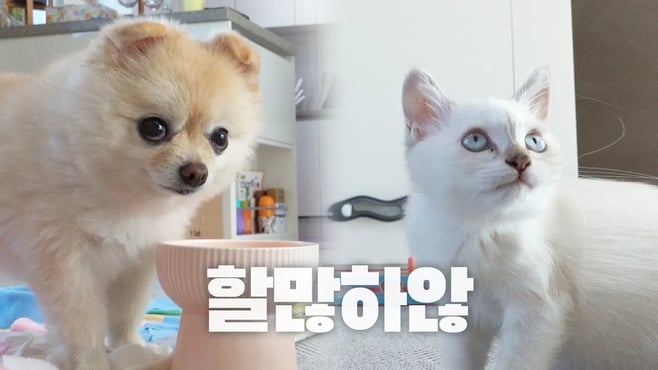 늦잠잔 집사에게 할말 많은 고양이와 강아지