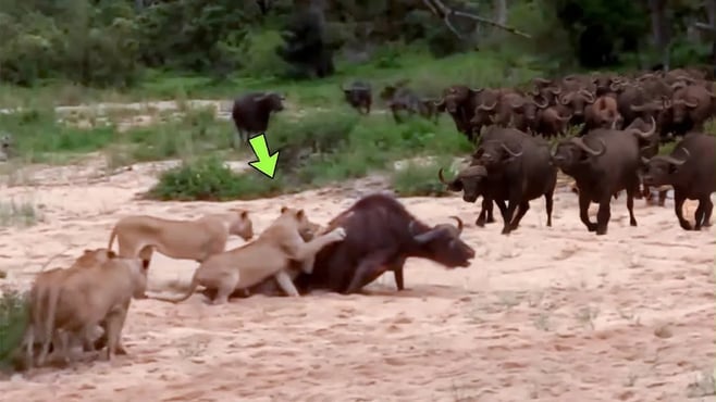 ライオンと野生のバッファローの終わりなき追跡 - 野生のバッファローの生存のための戦い