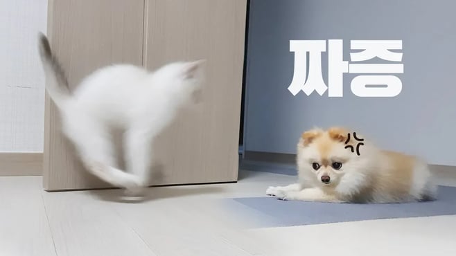 강아지에게 깐죽대다 응징당하는 아기 고양이