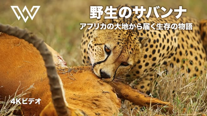 野生のサバンナ | アフリカの大地から届く生存の物語 | 野生動物