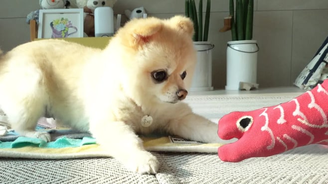 피라냐인 척! 강아지 발을 물었더니..!?(feat. 고양이반응)