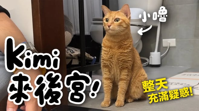 【黃阿瑪的後宮生活】Kimi來後宮！整天充滿疑惑！