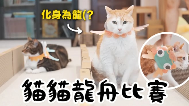 【黃阿瑪的後宮生活】貓貓龍舟比賽！