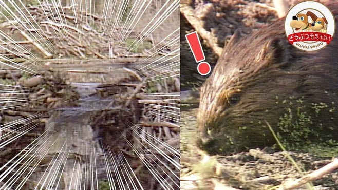 野生ビーバーのダムが川の氾濫で決壊！大慌ての巣作り【どうぶつ奇想天外／WAKUWAKU】