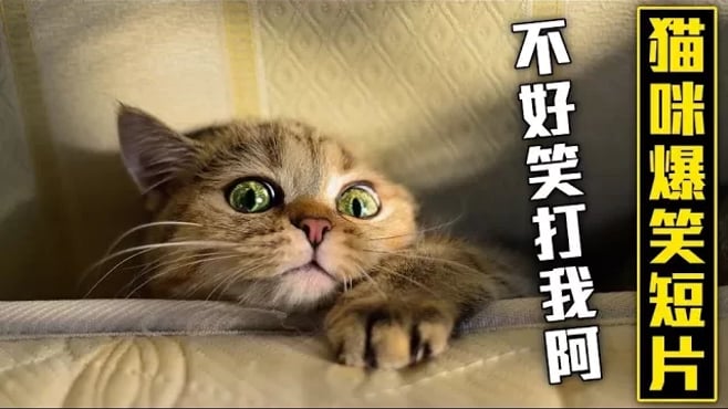 貓咪爆笑短片集，不好笑給你跪了～