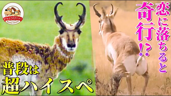 【超ハイスペック】8km先まで見通し高速で走るプロングホーン！恋に落ちると衝撃の奇行に走る!?【どうぶつ奇想天外／WAKUWAKU】