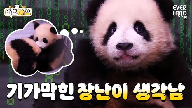 [ENG] 와구와구! 사랑먹고 장꾸미도 쑥쑥! 루이&후이 쌍둥이 천사들💕｜#바오바오 EP.16 | 에버랜드 판다월드