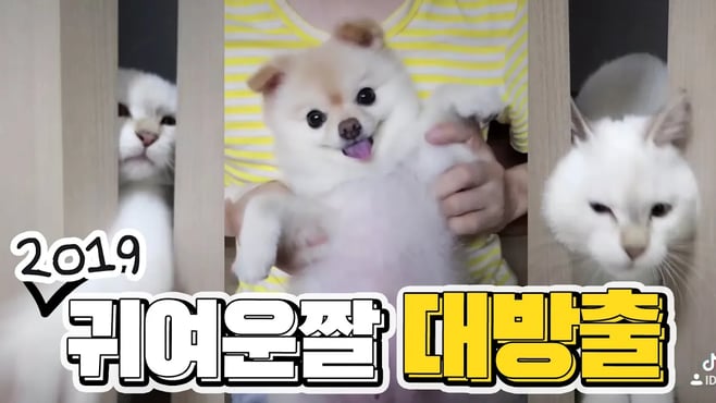 예쁜 강아지 ,귀여운 강아지, 이상한 고양이 틱톡 모음